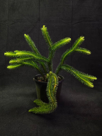 Huperzia Squarrosa #01