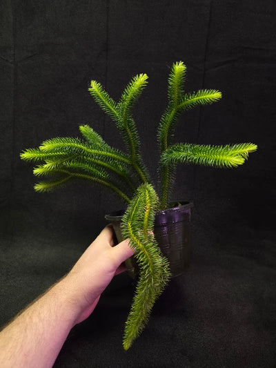 Huperzia Squarrosa #01