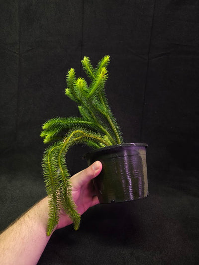 Huperzia Squarrosa #01