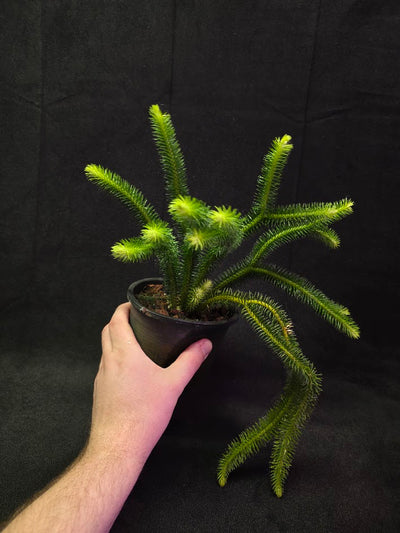 Huperzia Squarrosa #01