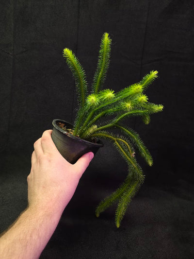 Huperzia Squarrosa #01