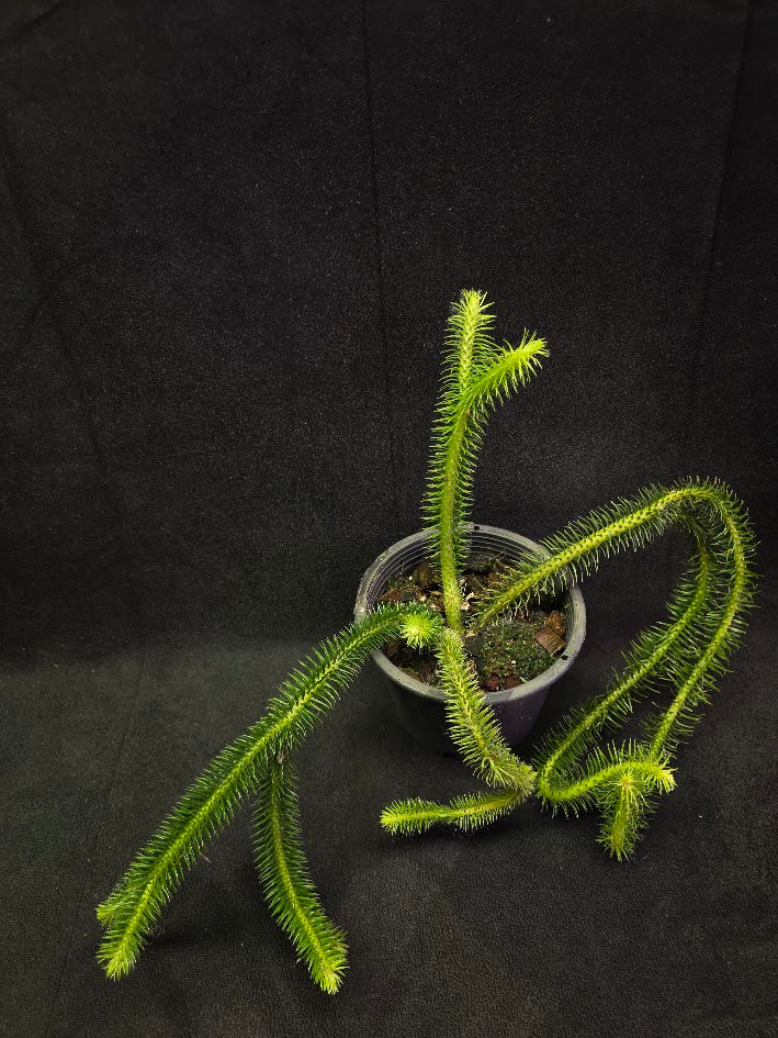 Huperzia Squarrosa #02