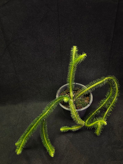 Huperzia Squarrosa #02