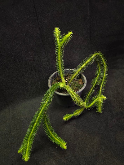 Huperzia Squarrosa #02
