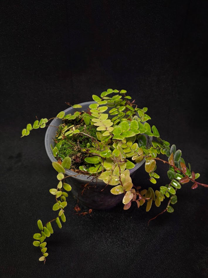 Marcgravia Umbellata #01