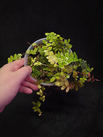 Marcgravia Umbellata #01