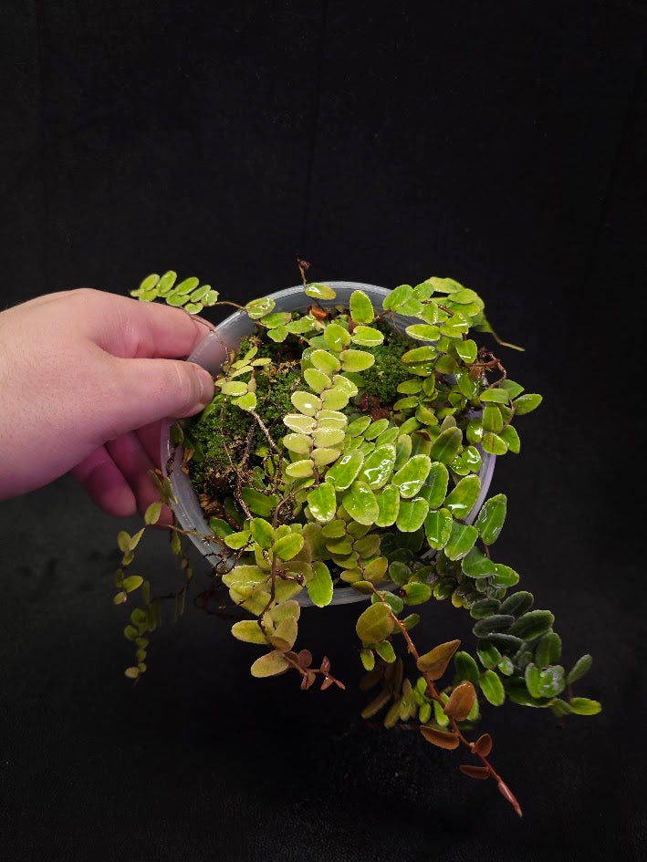 Marcgravia Umbellata #01