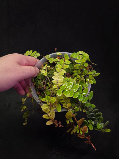 Marcgravia Umbellata #01