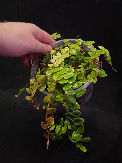 Marcgravia Umbellata #01