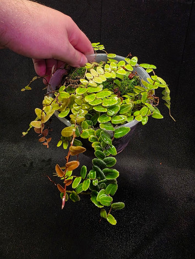 Marcgravia Umbellata #01