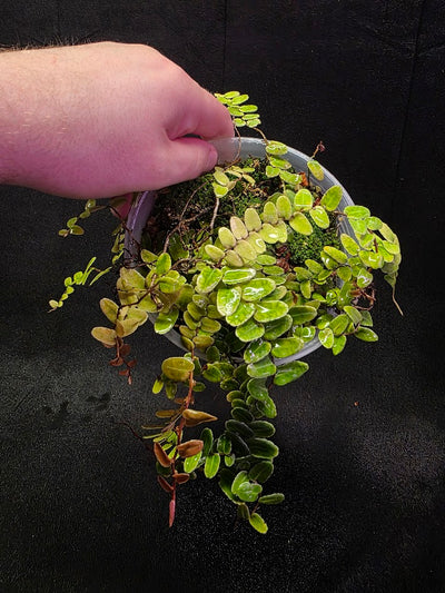 Marcgravia Umbellata #01