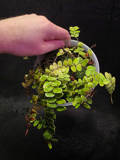 Marcgravia Umbellata #01