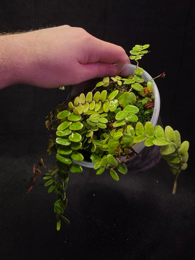 Marcgravia Umbellata #01