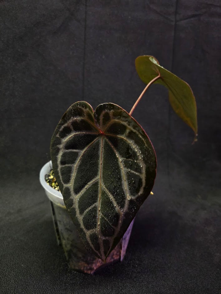 Anthurium Red Crystallium Select Doc Block x Tezula #01