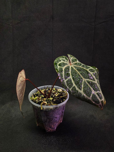 Anthurium Red Crystallium Select Doc Block x Tezula #01