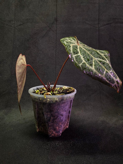 Anthurium Red Crystallium Select Doc Block x Tezula #01