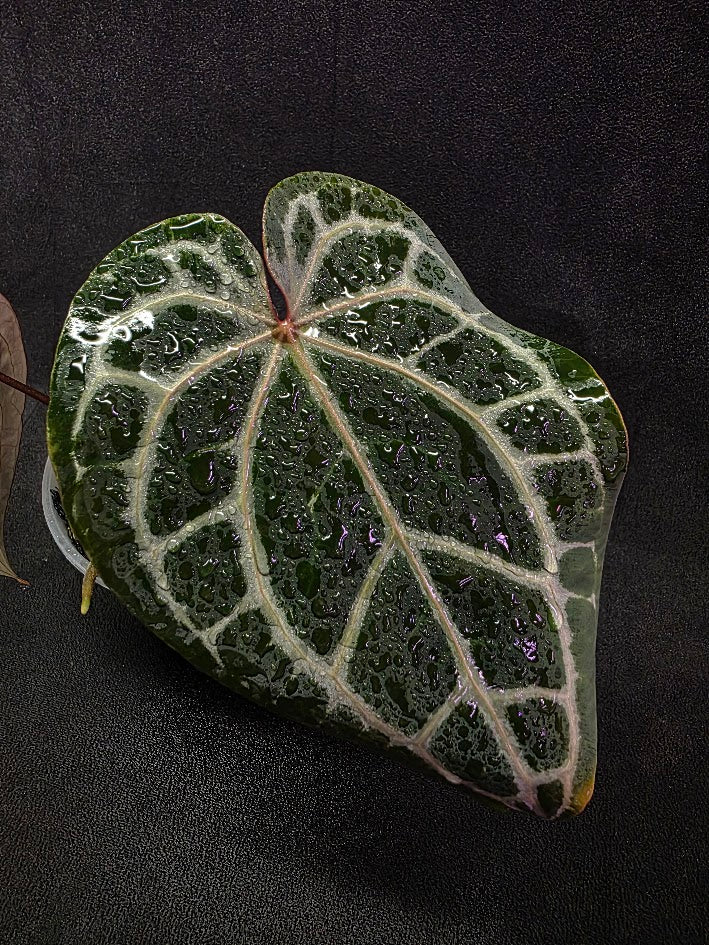 Anthurium Red Crystallium Select Doc Block x Tezula #01