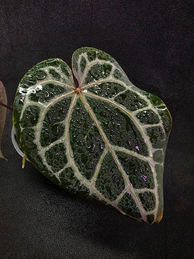 Anthurium Red Crystallium Select Doc Block x Tezula #01