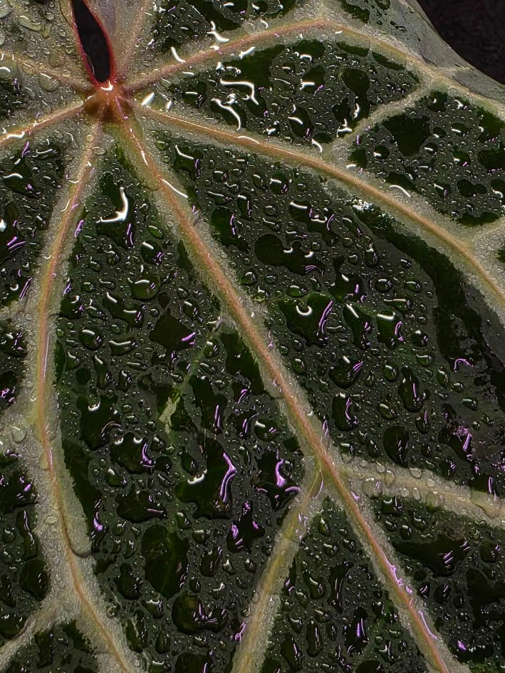 Anthurium Red Crystallium Select Doc Block x Tezula #01
