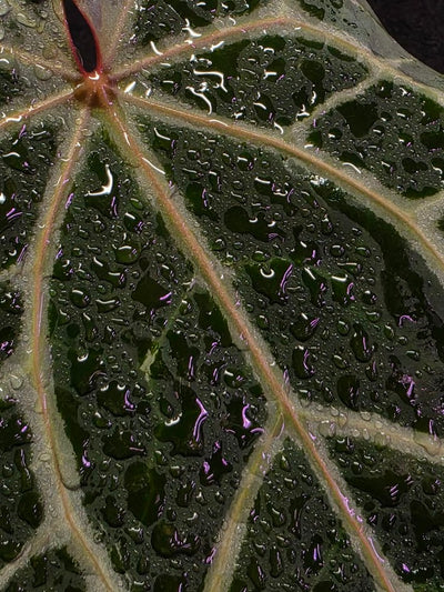 Anthurium Red Crystallium Select Doc Block x Tezula #01