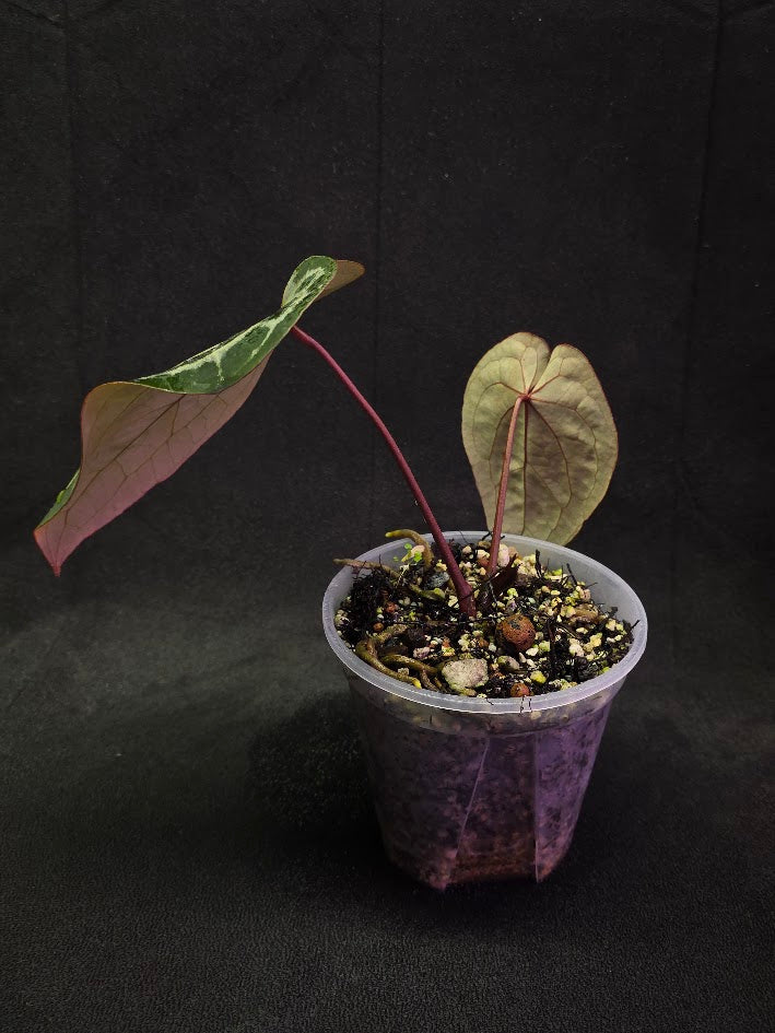 Anthurium Red Crystallium Select Doc Block x Tezula #01