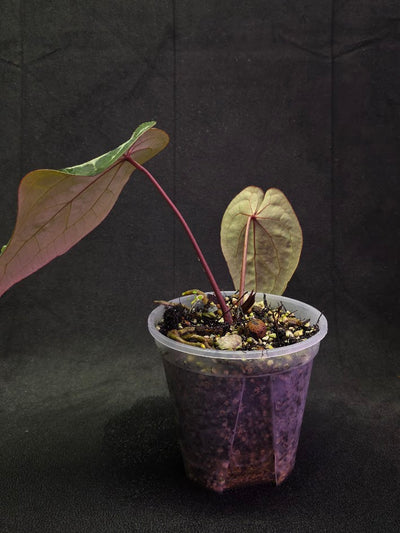 Anthurium Red Crystallium Select Doc Block x Tezula #01