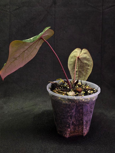 Anthurium Red Crystallium Select Doc Block x Tezula #01