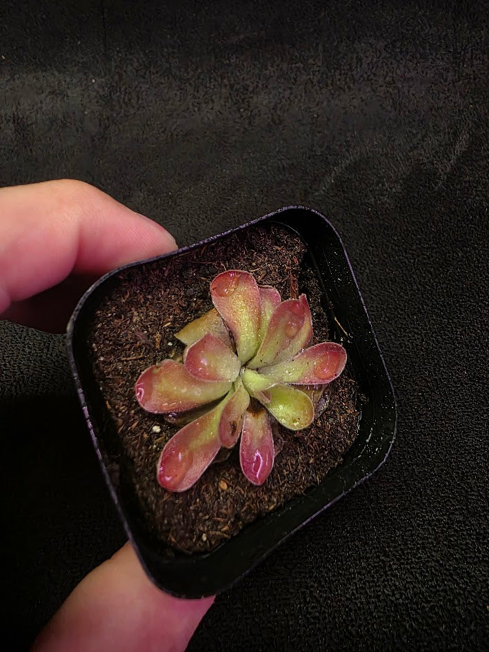Pinguicula Johanna #01