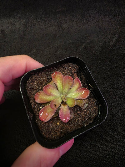 Pinguicula Johanna #01