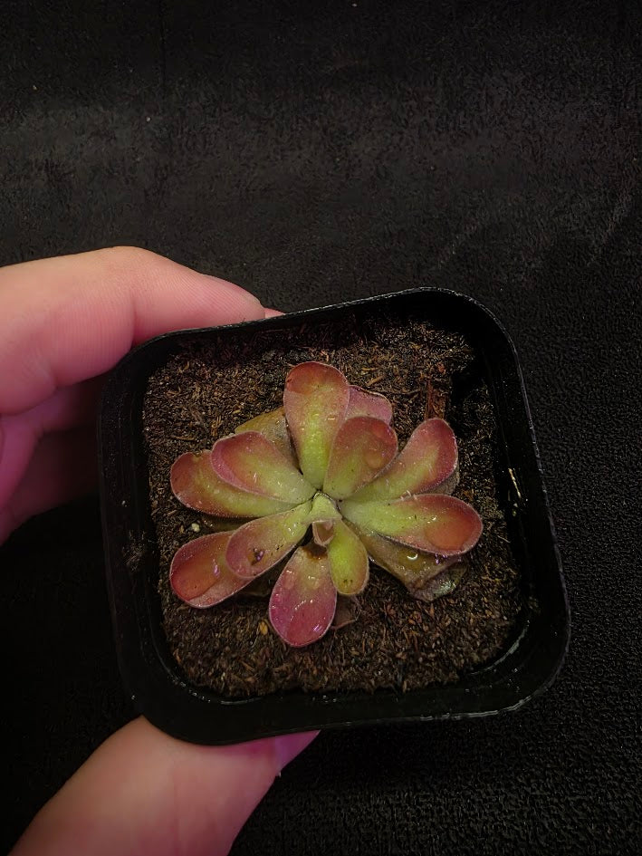 Pinguicula Johanna #01