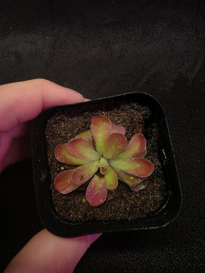Pinguicula Johanna #01