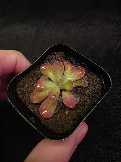 Pinguicula Johanna #01