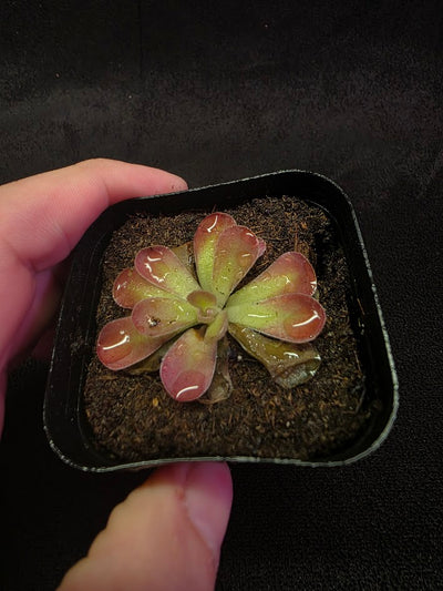 Pinguicula Johanna #01