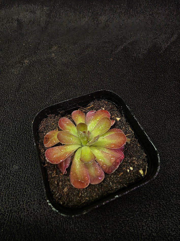 Pinguicula Johanna #02
