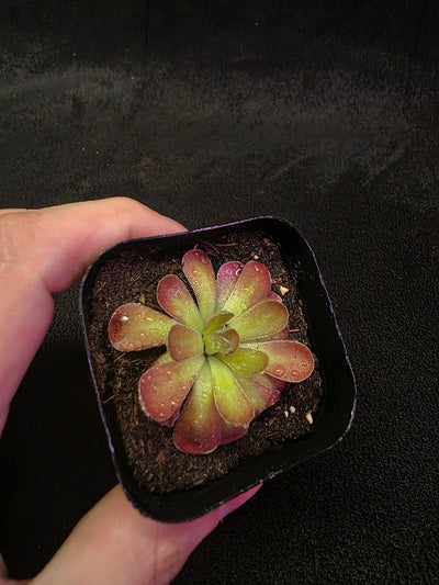 Pinguicula Johanna #02