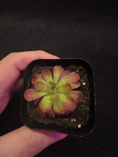 Pinguicula Johanna #02
