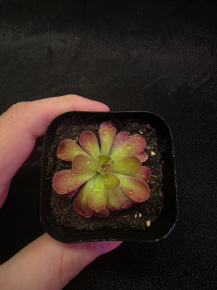 Pinguicula Johanna #02