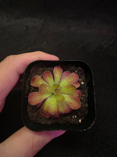 Pinguicula Johanna #02