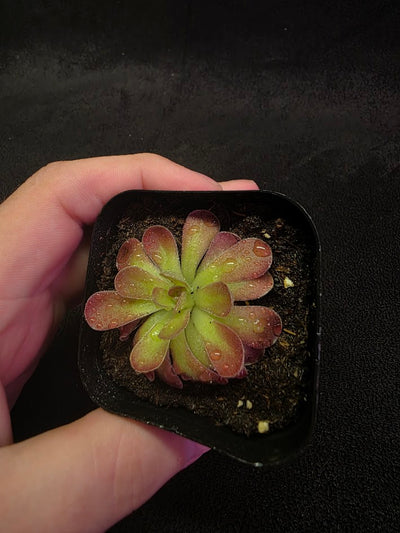Pinguicula Johanna #02
