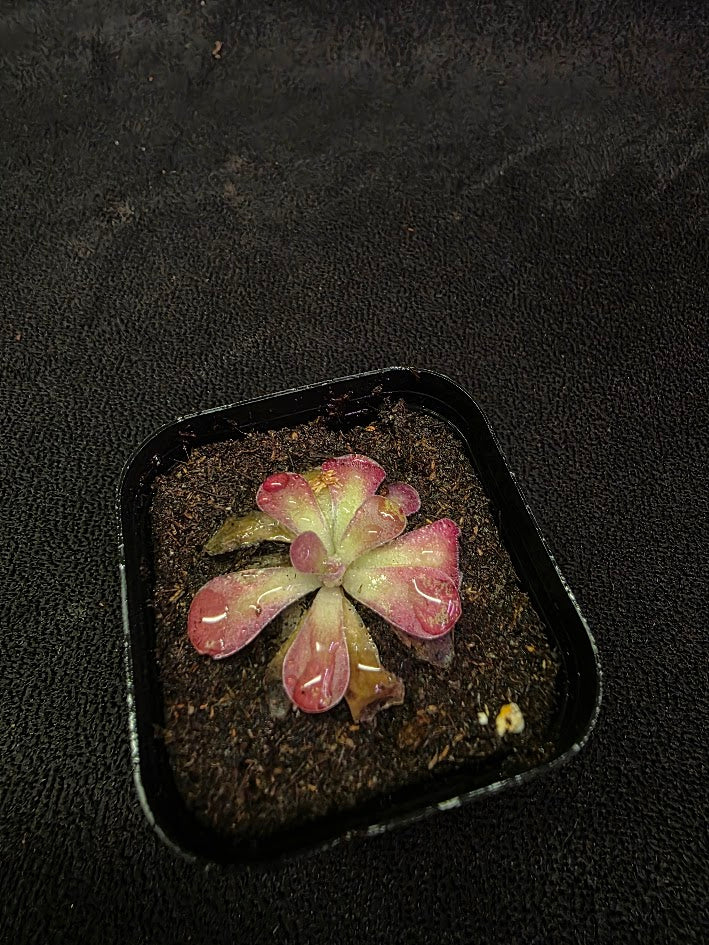 Pinguicula Johanna #03
