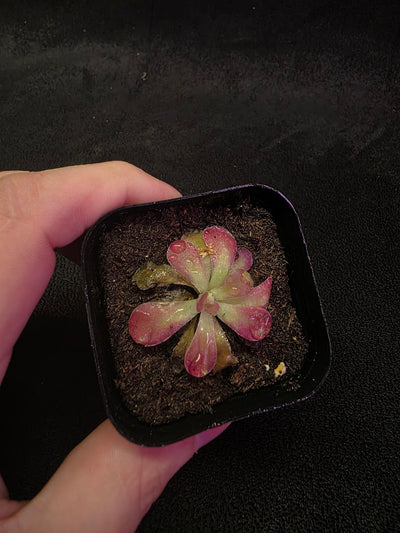 Pinguicula Johanna #03