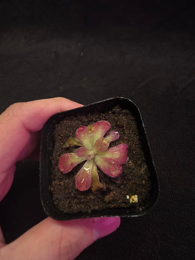 Pinguicula Johanna #03