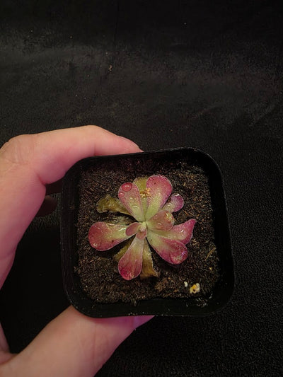 Pinguicula Johanna #03