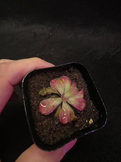 Pinguicula Johanna #03
