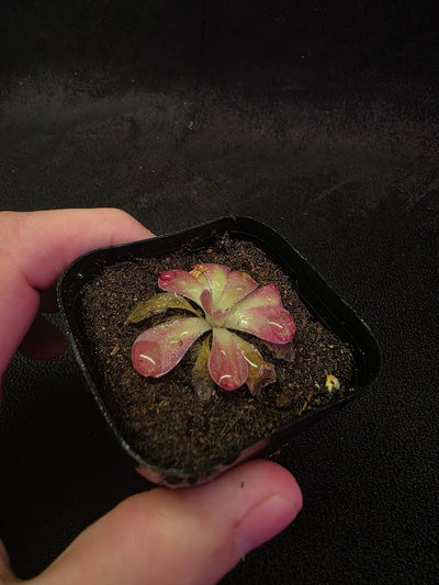 Pinguicula Johanna #03