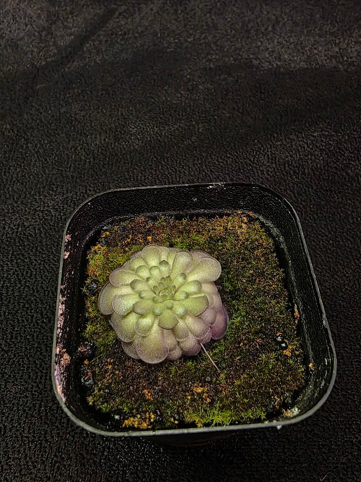 Pinguicula Cyclosecta #01