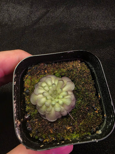 Pinguicula Cyclosecta #01