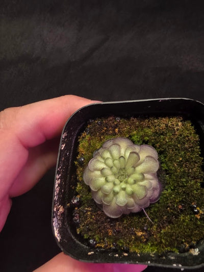 Pinguicula Cyclosecta #01