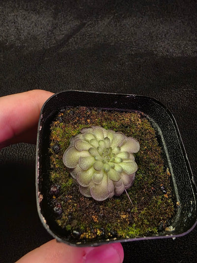 Pinguicula Cyclosecta #01