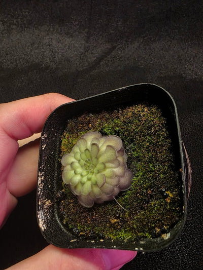 Pinguicula Cyclosecta #01